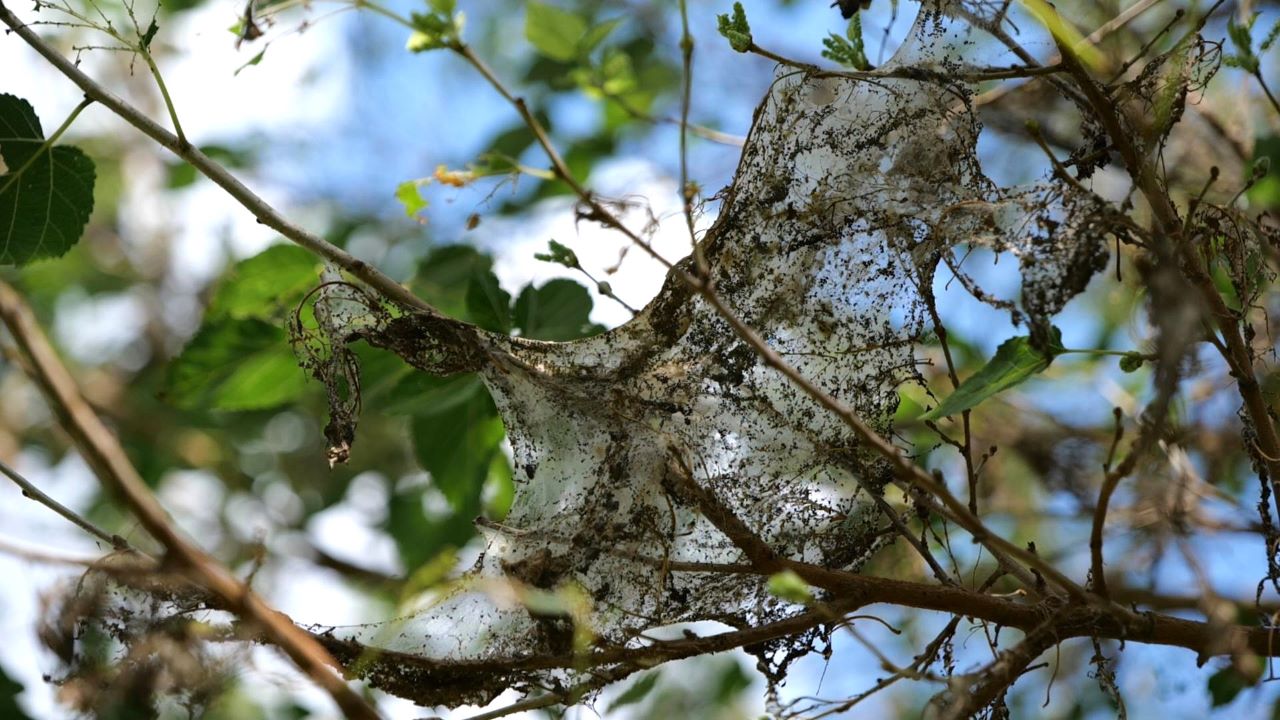 Get It Growing: How to handle webworms in your trees